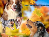 2 chiots mâles Bergers Australiens LOF à réserver