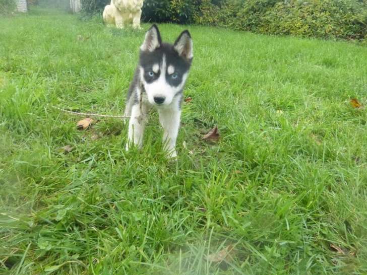 4 chiots mâles Huskies de Sibérie LOF à vendre, gris et blanc nés en août 2025