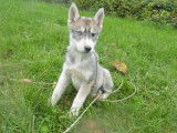 4 chiots mâles Huskies de Sibérie LOF à vendre, gris et blanc nés en août 2025
