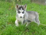 4 chiots mâles Huskies de Sibérie LOF à vendre, gris et blanc nés en août 2025