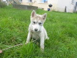 4 chiots mâles Huskies de Sibérie LOF à vendre, gris et blanc nés en août 2025