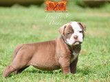 Réservation ouverte pour 6 chiots Bouledogues Américains LOF d'août 2025
