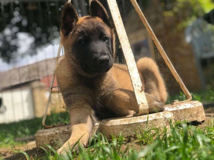 2 chiots Bergers Belges Malinois LOF à réserver