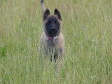2 chiots Bergers Belges Malinois LOF à réserver