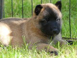 2 chiots Bergers Belges Malinois LOF à réserver