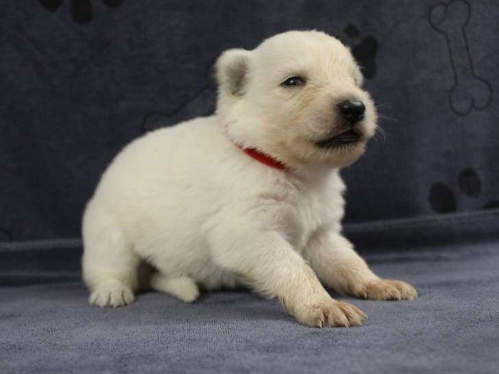 6 chiots Bergers Blancs Suisse LOF à réserver