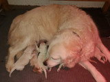 7 chiots  Golden Retrievers LOF à réserver, nés le 06 mai 2026
