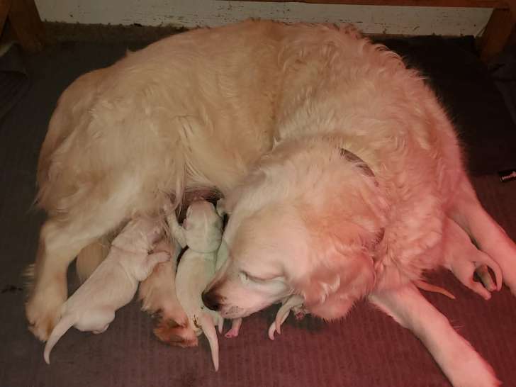 7 chiots Golden Retrievers LOF à réserver, nés le 06 mai 2026