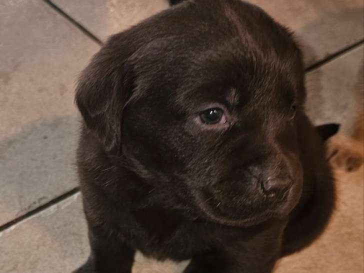 3 chiots Labradors Retrievers LOF à réserver