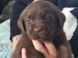 3 chiots Labradors Retrievers LOF à réserver