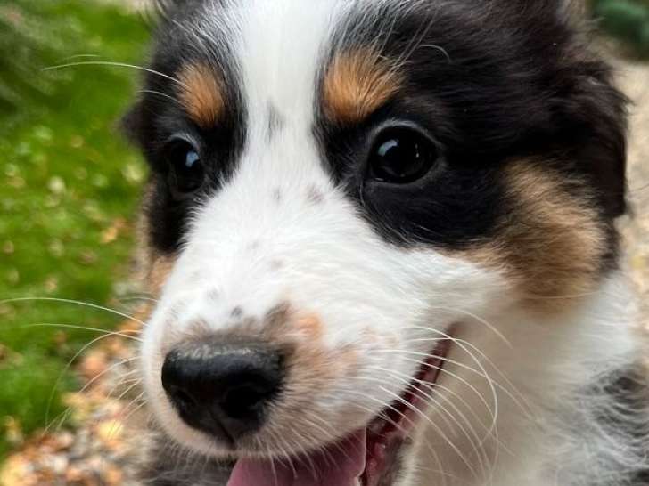 1 chiot femelle Berger Australien LOF à vendre