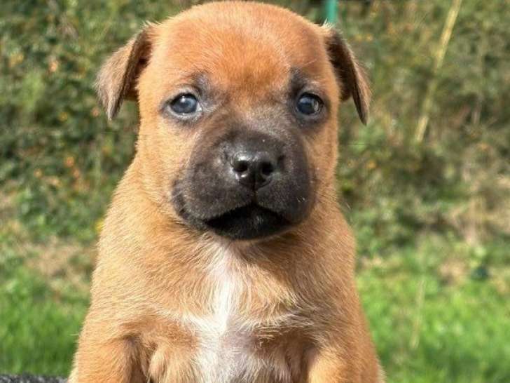 6 chiots Staffordshire Bull Terriers LOF à réserver