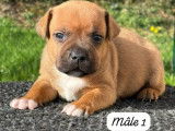 6 chiots Staffordshire Bull Terriers LOF à réserver
