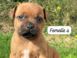 6 chiots Staffordshire Bull Terriers LOF à réserver