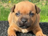 6 chiots Staffordshire Bull Terriers LOF à réserver