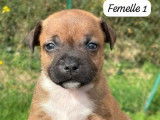 6 chiots Staffordshire Bull Terriers LOF à réserver