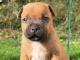 6 chiots Staffordshire Bull Terriers LOF à réserver