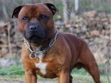 6 chiots Staffordshire Bull Terriers LOF à réserver