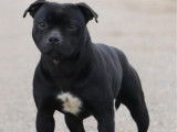 Chien Staffordshire Bull Terrier LOF disponible pour saillie