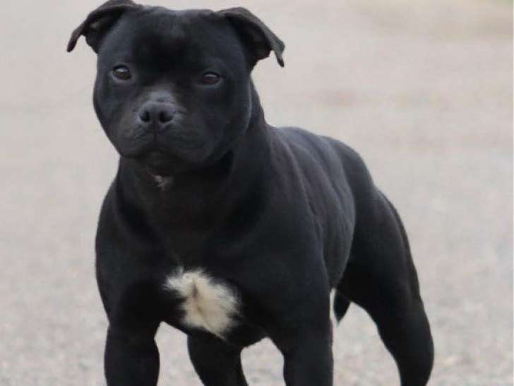 Chien Staffordshire Bull Terrier LOF disponible pour saillie