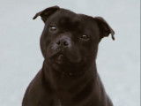 Chien Staffordshire Bull Terrier LOF disponible pour saillie