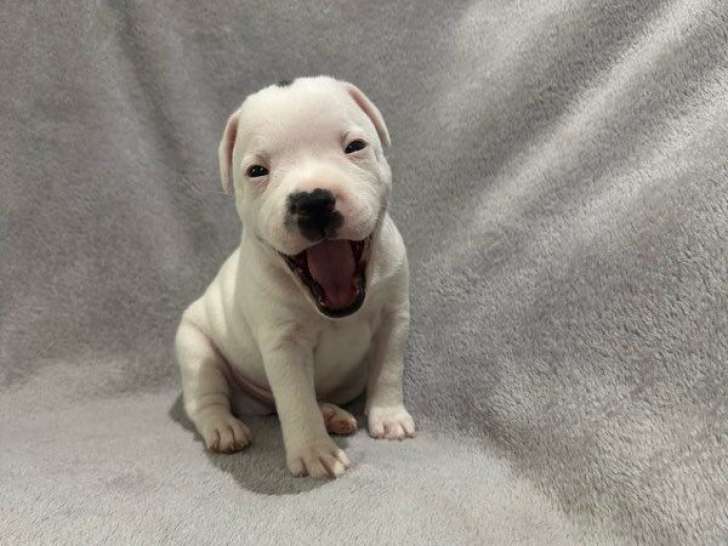 7 chiots Staffordshire Bull Terriers LOF à réserver