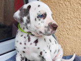 3 chiots mâles Dalmatiens LOF à réserver, nés en octobre 2025