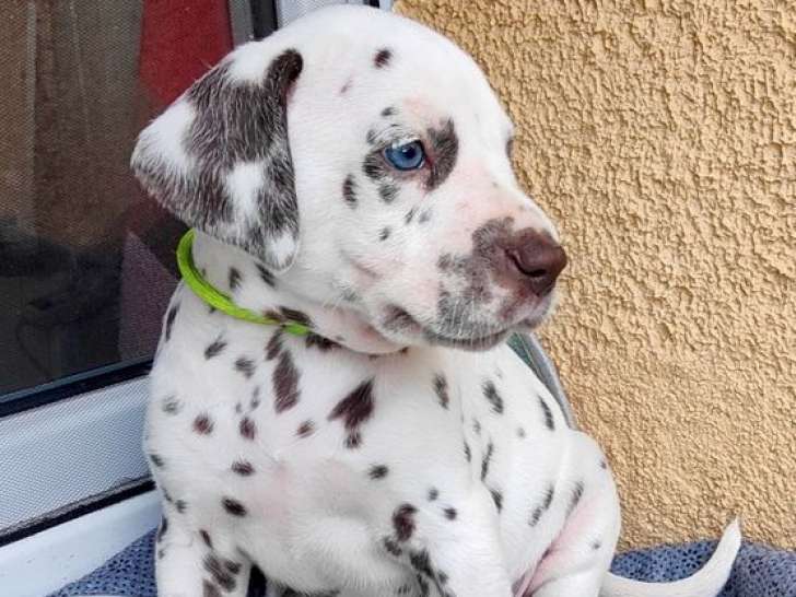 3 chiots mâles Dalmatiens LOF à réserver, nés en octobre 2025