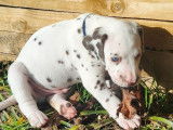 3 chiots mâles Dalmatiens LOF à réserver, nés en octobre 2025