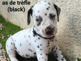 3 chiots mâles Dalmatiens LOF à réserver, nés en octobre 2025