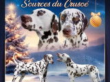 3 chiots mâles Dalmatiens LOF à réserver, nés en octobre 2025