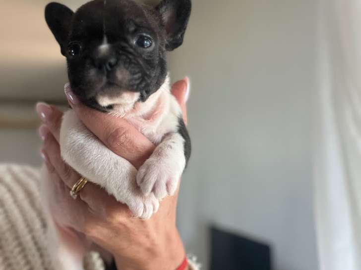 Chiot Bouldogue Français LOF à réserver