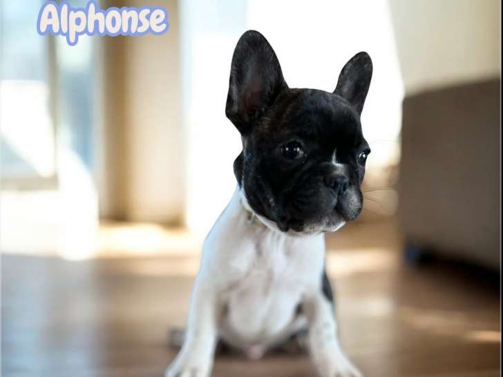 Chiot Bouldogue Français LOF