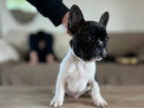Chiot Bouldogue Français LOF