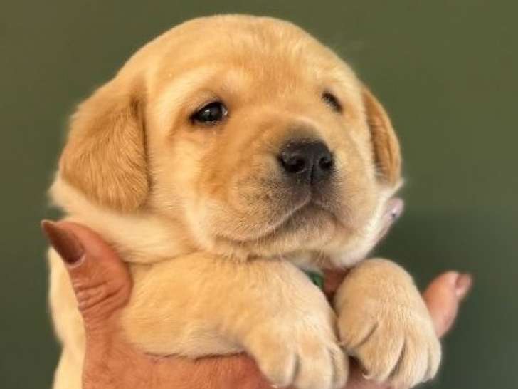 2 chiots mâles Labradors Retrievers LOF à réserver