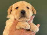2 chiots mâles Labradors Retrievers LOF à réserver