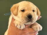 2 chiots mâles Labradors Retrievers LOF à réserver
