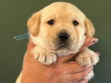 2 chiots mâles Labradors Retrievers LOF à réserver