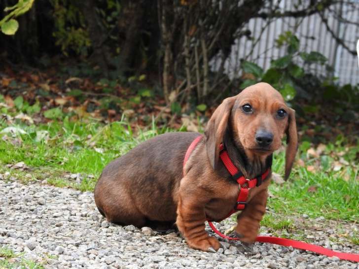 2 chiots mâles Teckels Nains LOF à réserver