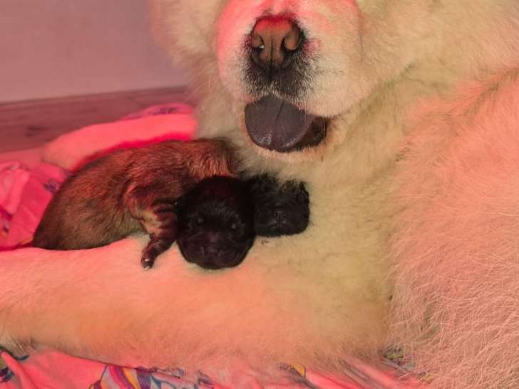 8 chiots Chow Chow LOF à réserver