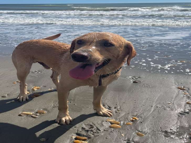 Mâle Labrador fauve clair disponible pour saillie