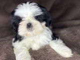 Chiots Shih Tzu non LOF à vendre, nés en septembre 2025