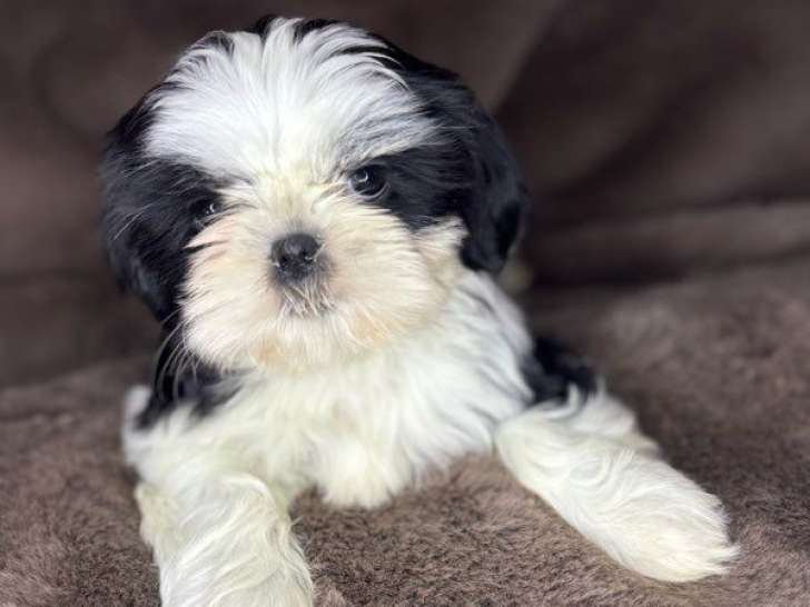 Chiots Shih Tzu non LOF à vendre, nés en septembre 2025