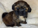 Chiots Shih Tzu non LOF à vendre, nés en septembre 2025