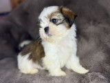 Chiots Shih Tzu non LOF à vendre, nés en septembre 2025