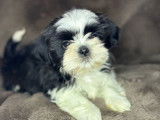 Chiots Shih Tzu non LOF à vendre, nés en septembre 2025