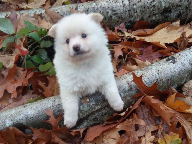 1 chiot mâle Spitz LOF à réserver