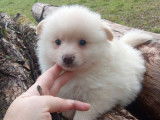 1 chiot mâle Spitz LOF à réserver