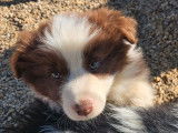 4 chiots Borders Collies LOF à vendre