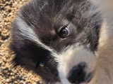 4 chiots Borders Collies LOF à vendre